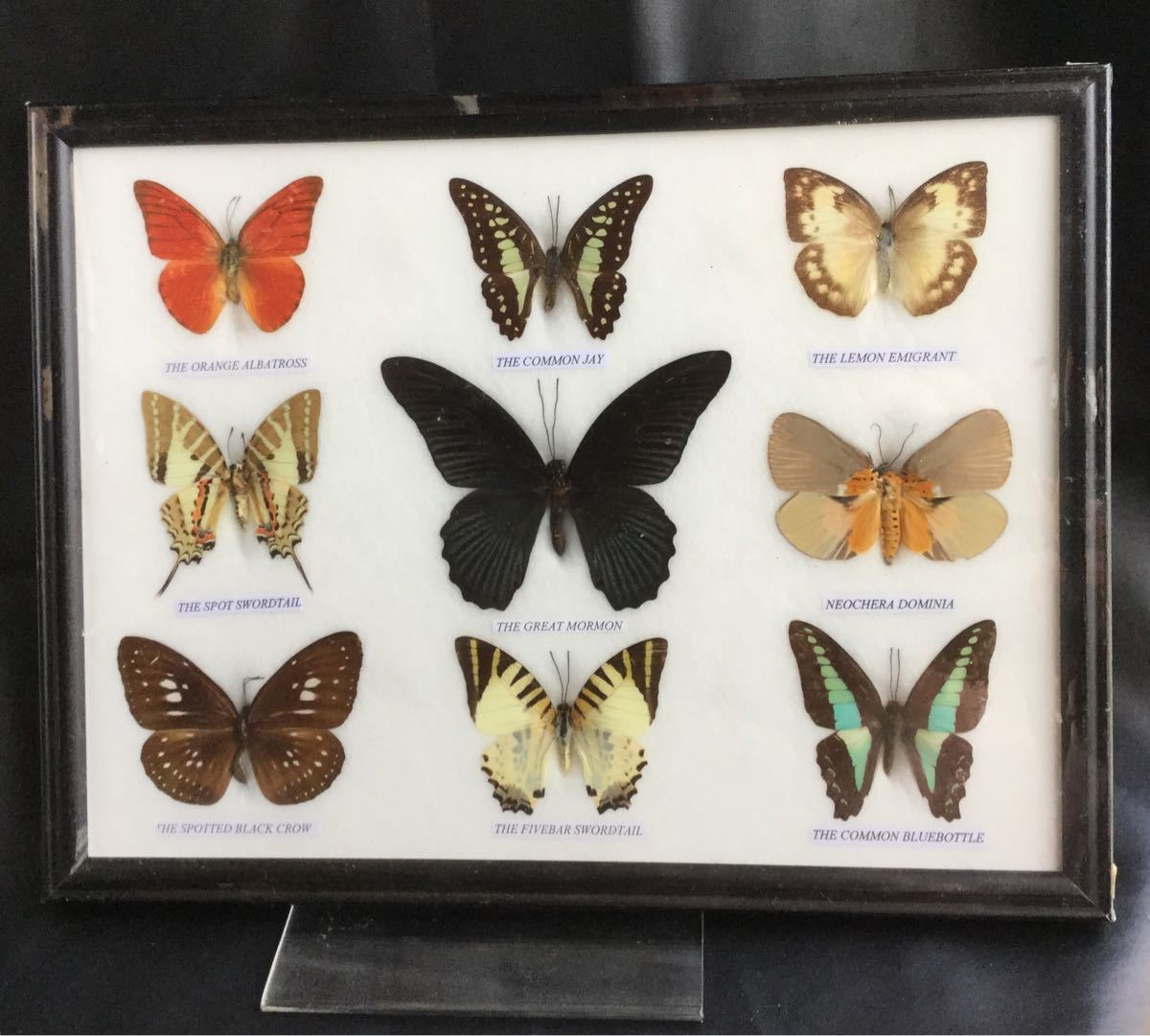 蝶の標本 9匹  15