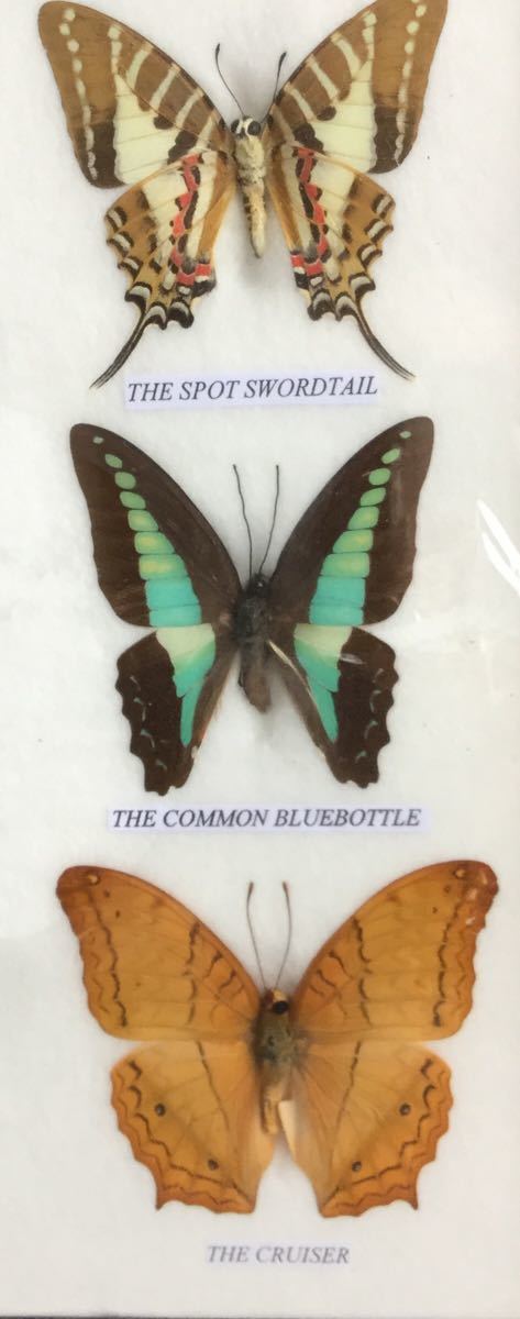 蝶の標本 9匹  13