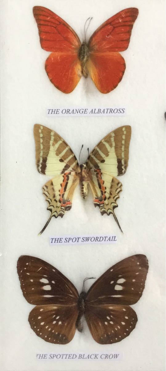 蝶の標本 9匹  15