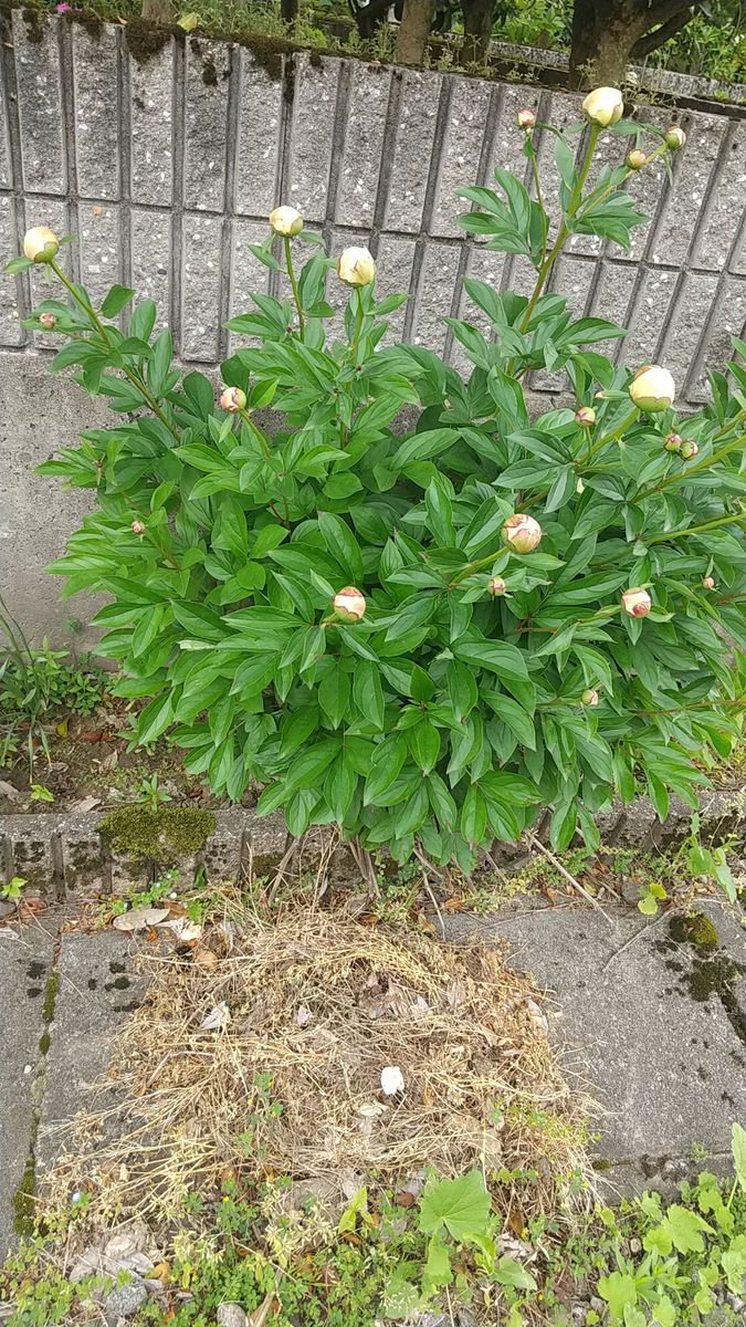 シャクヤク 芍薬 つぼみの花径7本程度 ネコポスにて発送