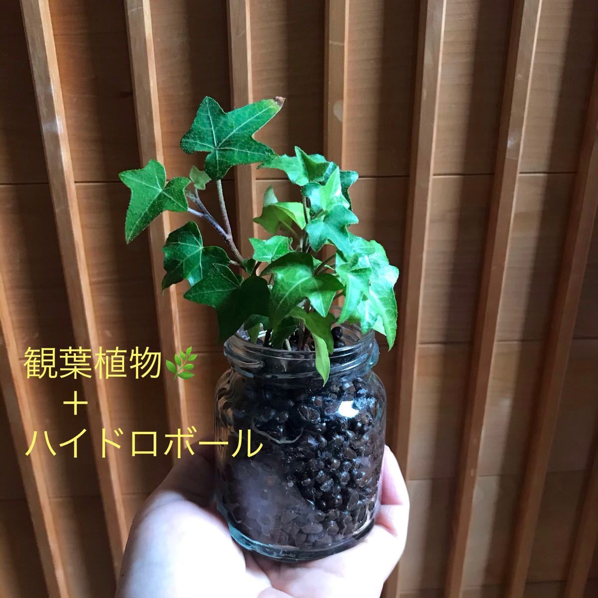 Paypayフリマ A観葉植物 ハイドロカルチャーボール アイビー ヘデラ リアルグリーン 空気清浄