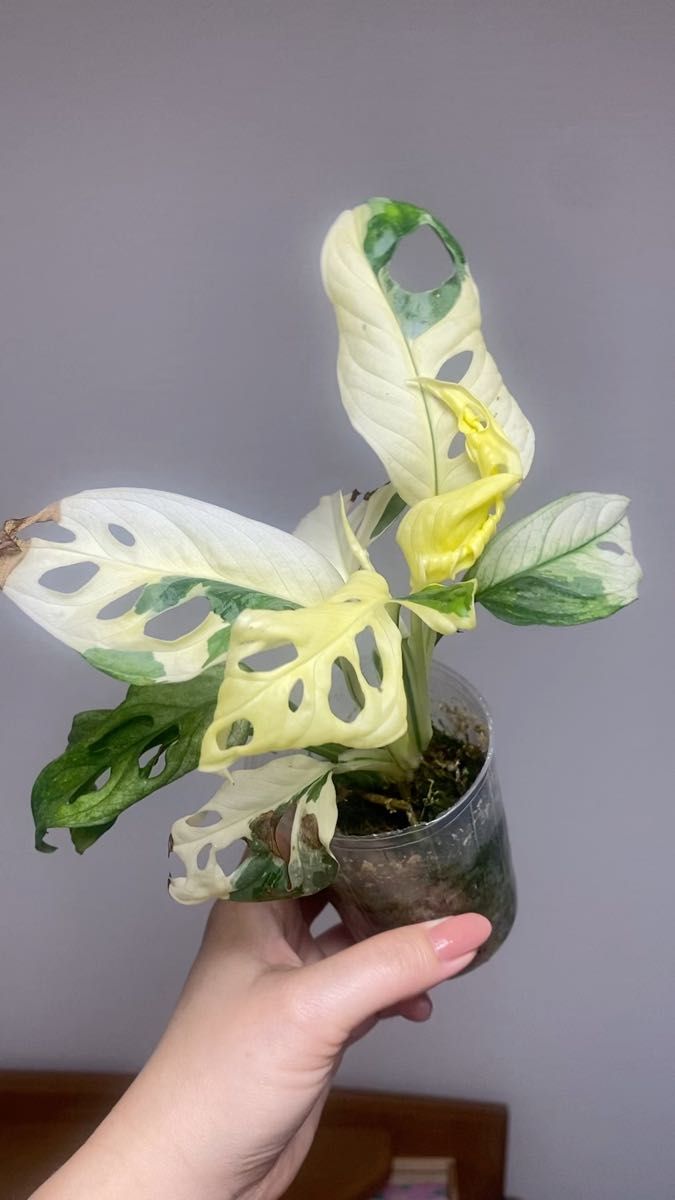 斑入り マドカズラ Monstera Adansonii Variegata モンステラ アダンソニー バリエガータ