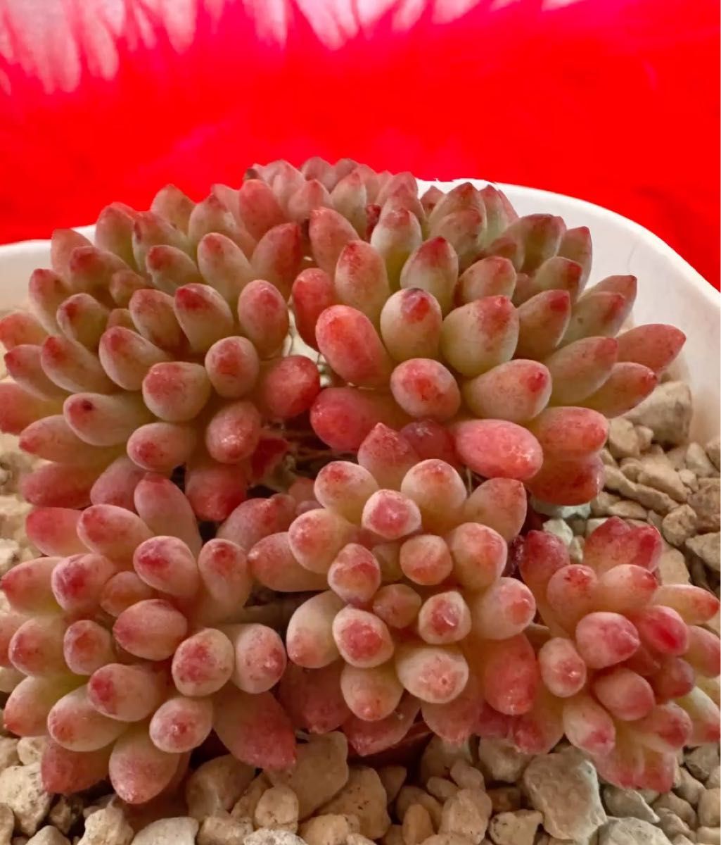 花火 韓国苗 多肉植物 レア種 エケベリア 直輸入