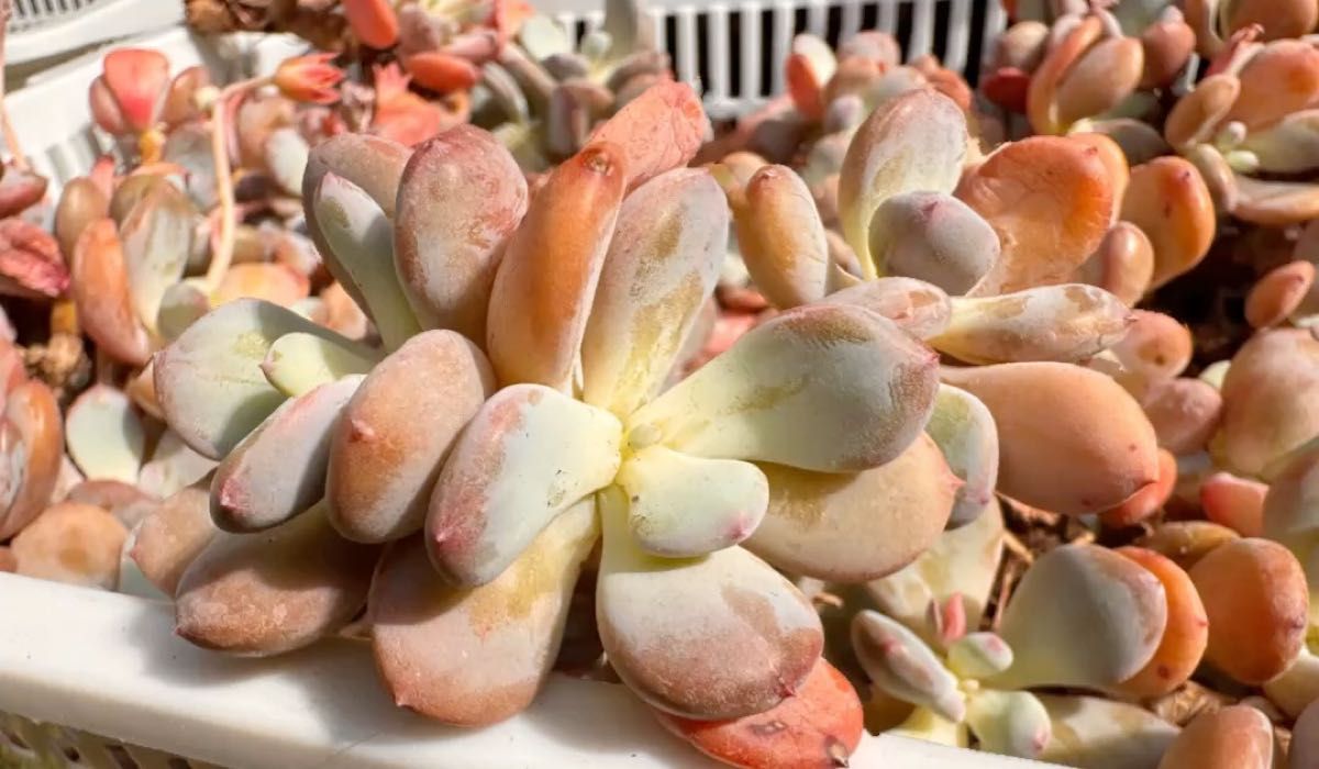 シンデレラ 韓国苗 多肉植物 レア種 直輸入