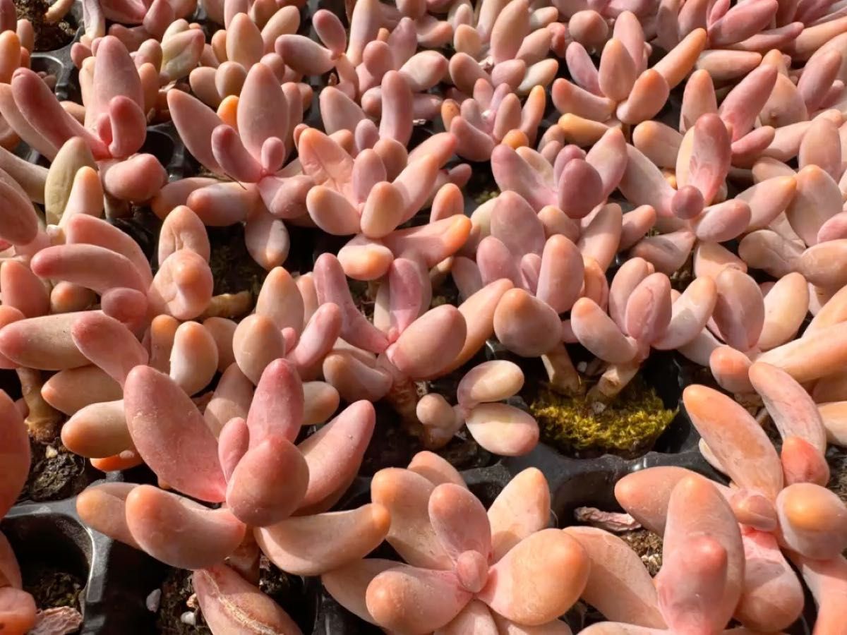 赤い果実 韓国苗 多肉植物 レア種 エケベリア 直輸入