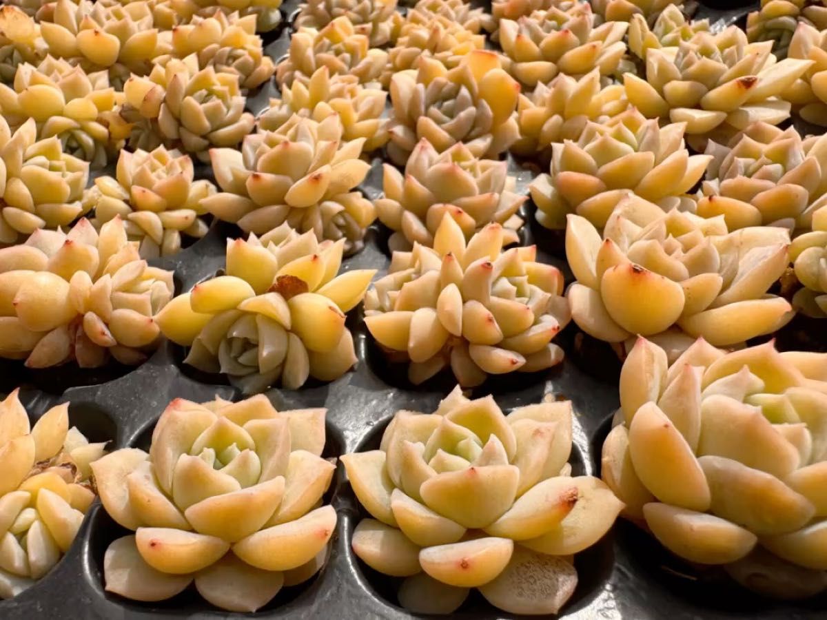 玉顔 韓国苗 多肉植物 レア種 直輸入