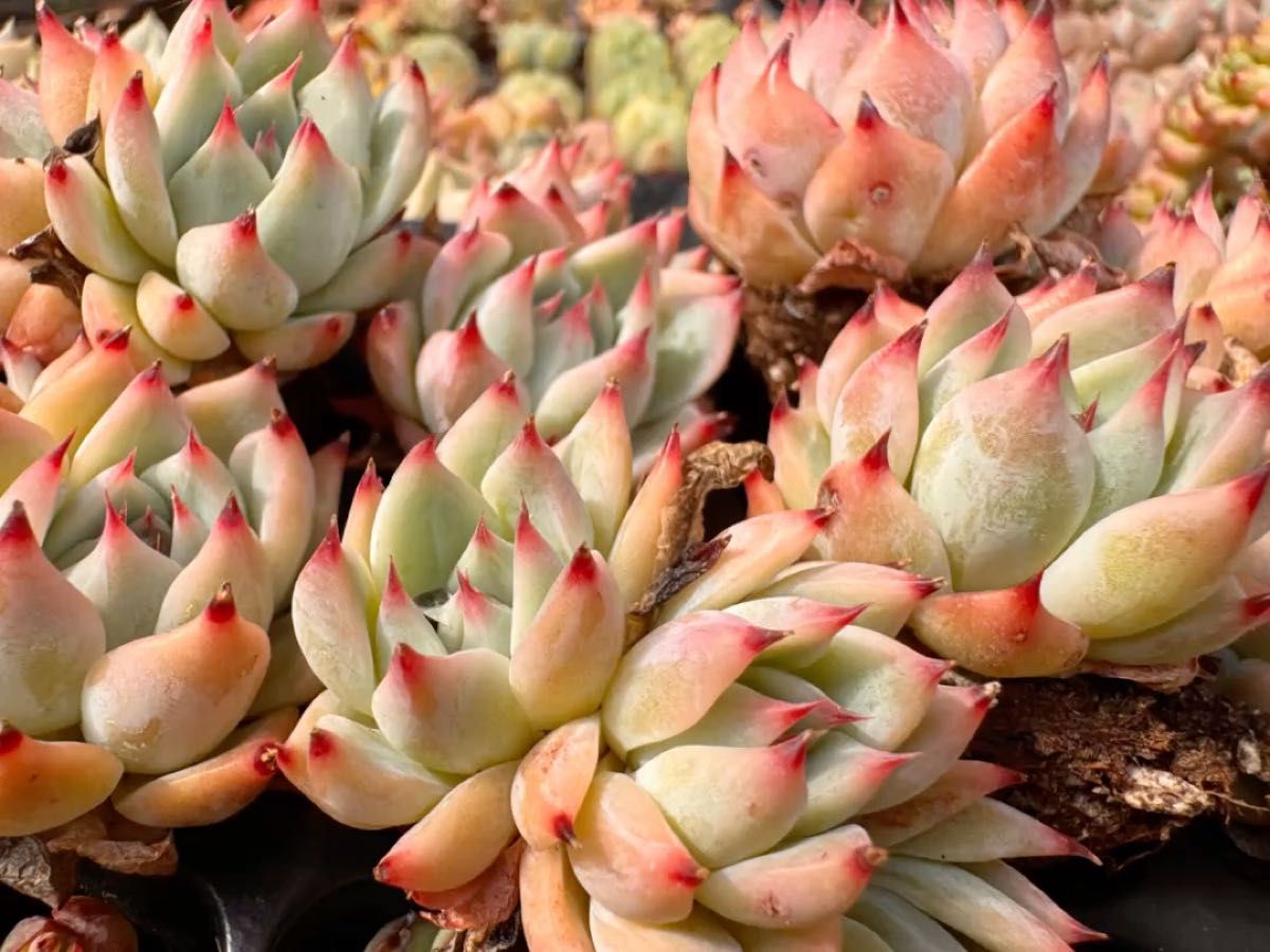 チワワエンシス 韓国苗 多肉植物 レア種 直輸入