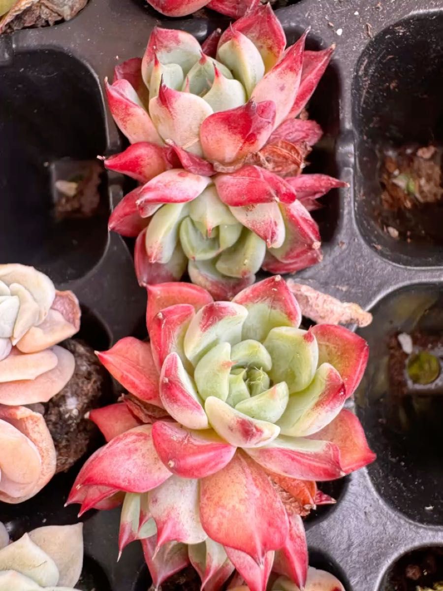 夜の闇 双頭 韓国苗 多肉植物 レア種 直輸入