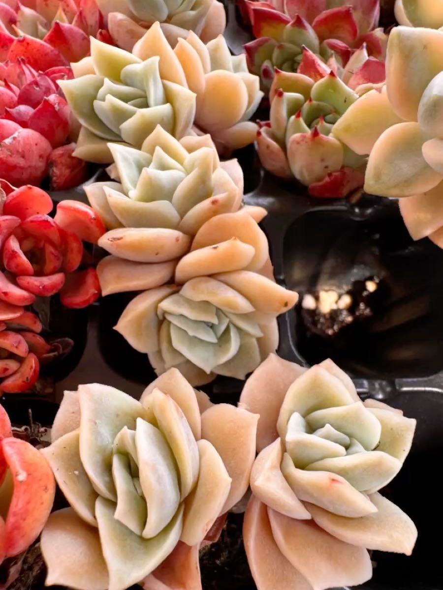 ピンクラブリーローズ 双頭 韓国苗 多肉植物 レア種 直輸入