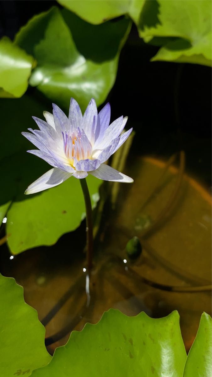 オリジナル スワンナ 交配種 熱帯睡蓮 熱帯スイレン 睡蓮 スイレン 濃紫色 水生植物 ビオトープ 園芸 ガーデニング