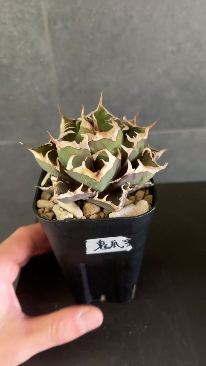 アガベ 鬼爪