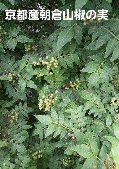 京都産 無農薬 朝倉山椒の実 100g|Yahoo!フリマ(旧PayPayフリマ) 京都産 無農薬 朝倉山椒の実 100g|Yahoo!フリマ(旧PayPayフリマ)