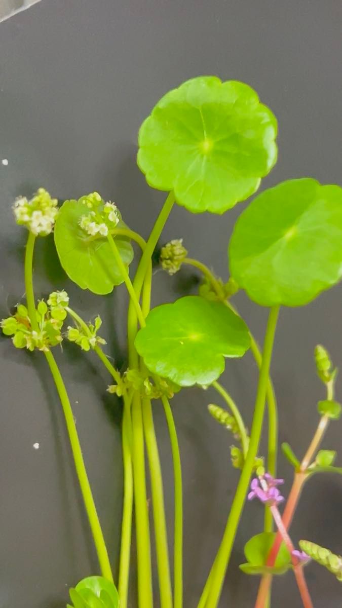 ビオトープ用水草セット