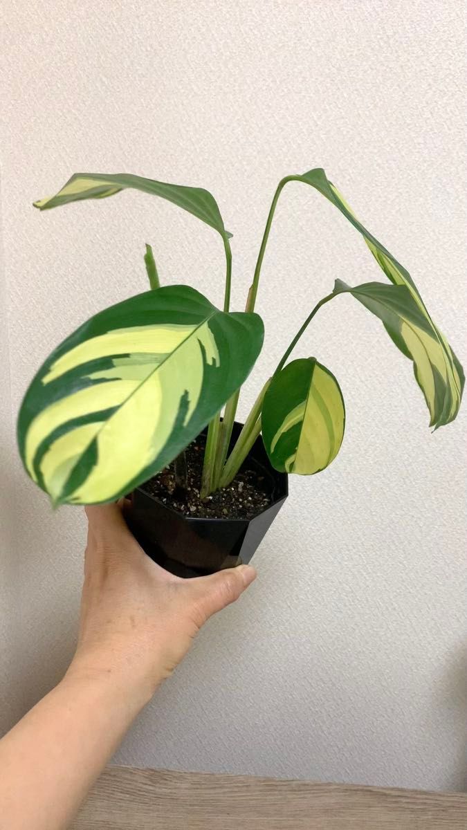 美株 クテナンテ ルベルシアーナ 観葉 新株付き 抜き苗