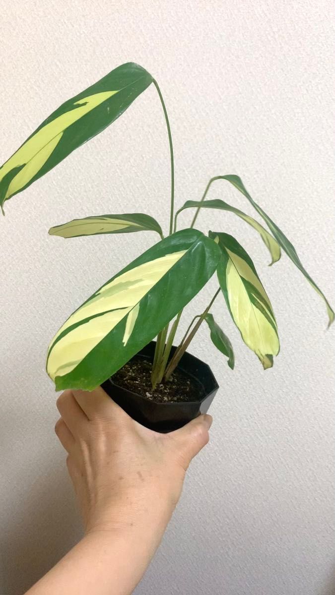美株 クテナンテ ルベルシアーナ 観葉 抜き苗