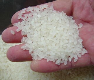 令和５年度産無洗米　こしひかり白米１０キロ　お手軽価格　４２００円_画像3