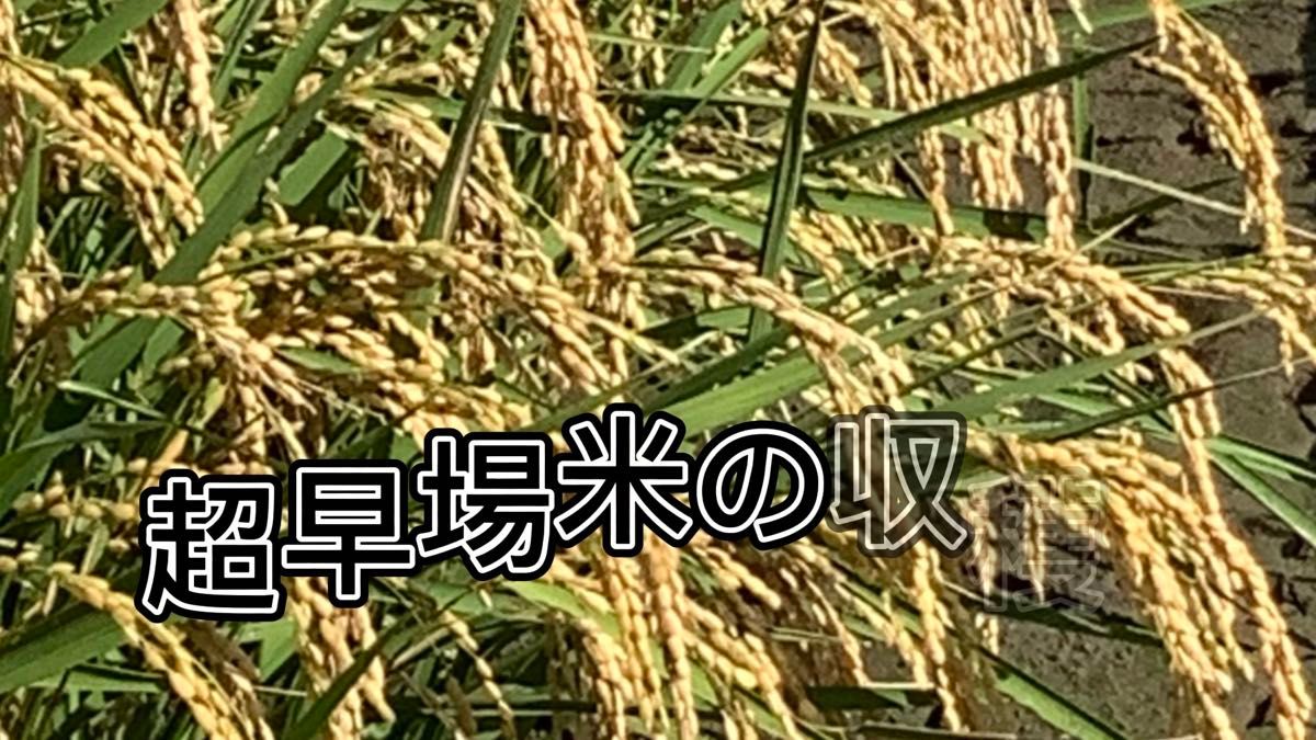 「うまか醤油たくあん」180gx5袋 きざみ生姜入り ご飯のお供に おにぎりや巻きずしの具にお茶うけやおかずに 国産大根使用