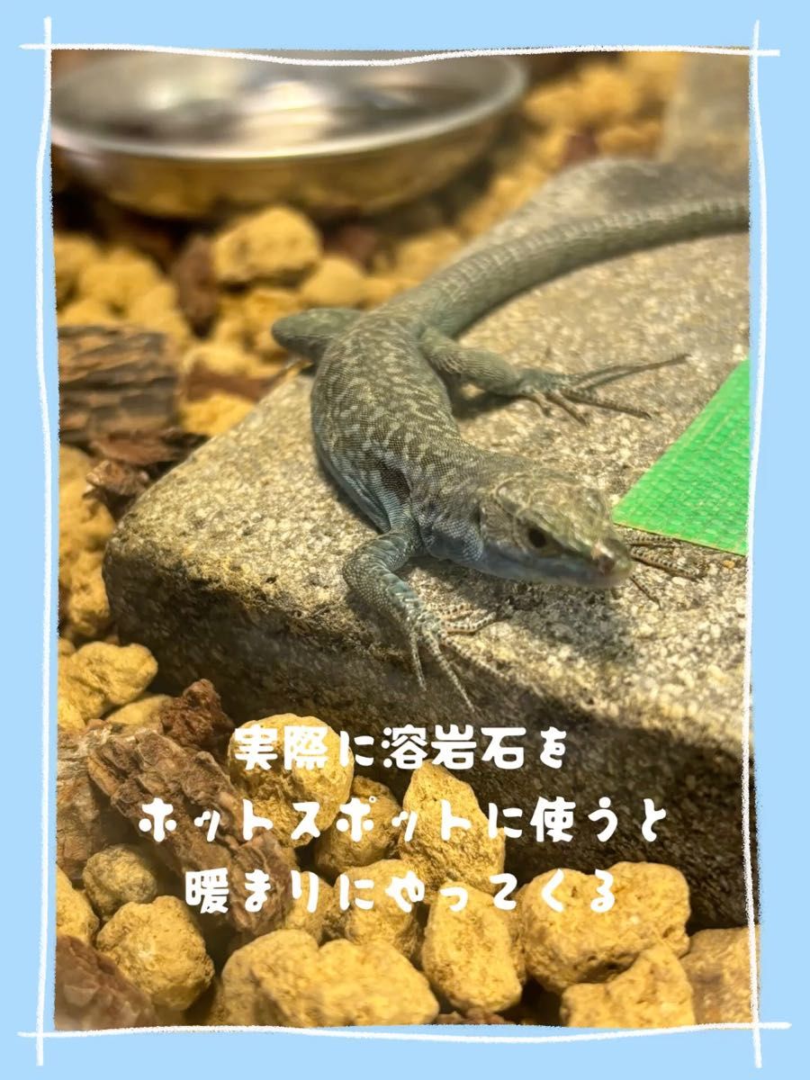 【おまけ付き】溶岩石プレート2枚と耐水餌シートと人工餌
