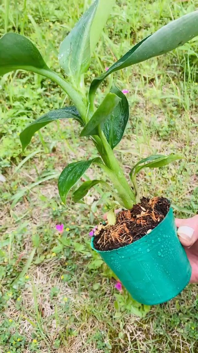 バナナ苗 【家でバナナを作ろう】三尺バナナ