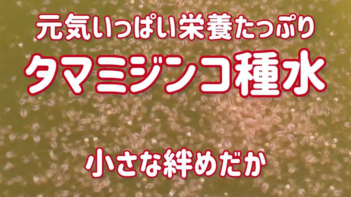 ネコポス発送 元気いっぱい栄養たっぷりのタマミジンコ3㌘約9000匹程度 活ミジンコ めだか等のエサに【小さな絆めだか】