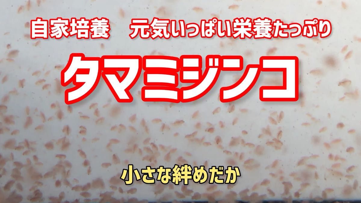 ネコポス発送 元気いっぱい栄養たっぷりのタマミジンコ3㌘約9000匹程度 活ミジンコ めだか等のエサに【小さな絆めだか】