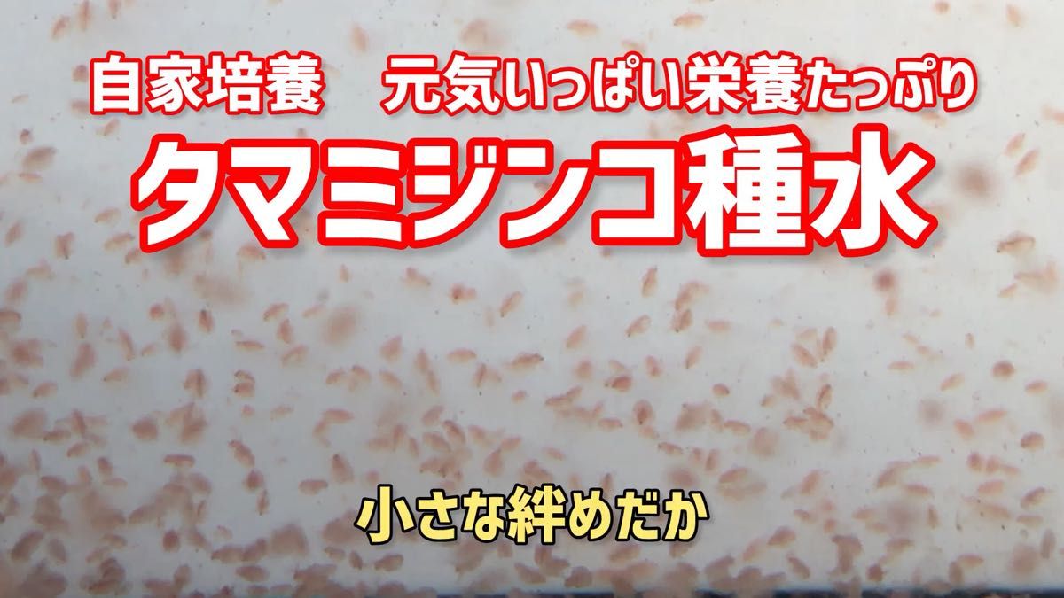 ネコポス発送 元気いっぱい栄養たっぷりのタマミジンコ3㌘ 約9000匹程度 活ミジンコ めだか等のエサに【小さな絆めだか】