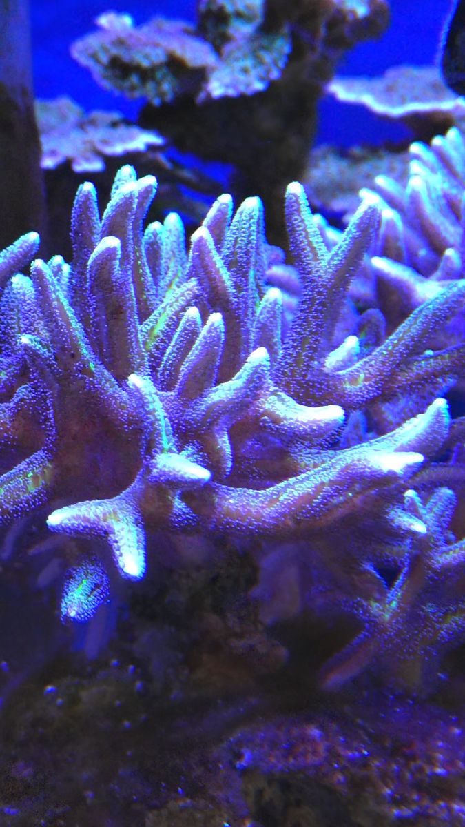 ★トゲサンゴ★フラグ★海水魚★アクアリウム★