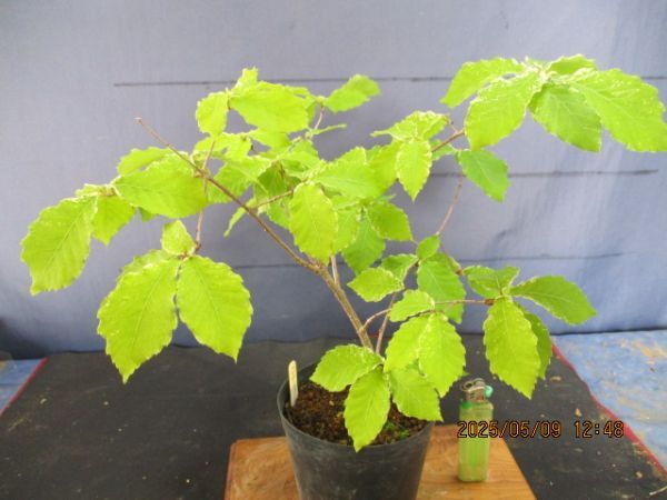 item_image_6