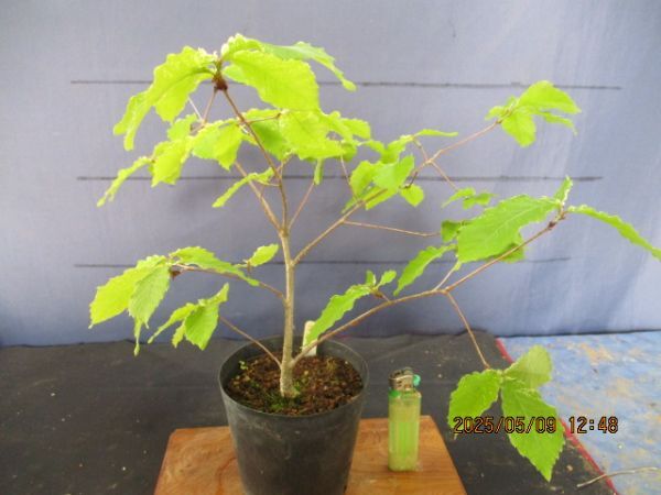 item_image_5