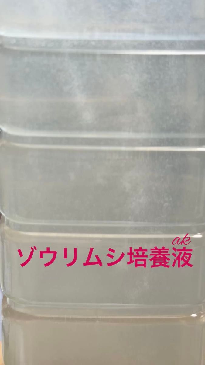 ゾウリムシ培養液 300ml コーヒーフィルター3枚付き