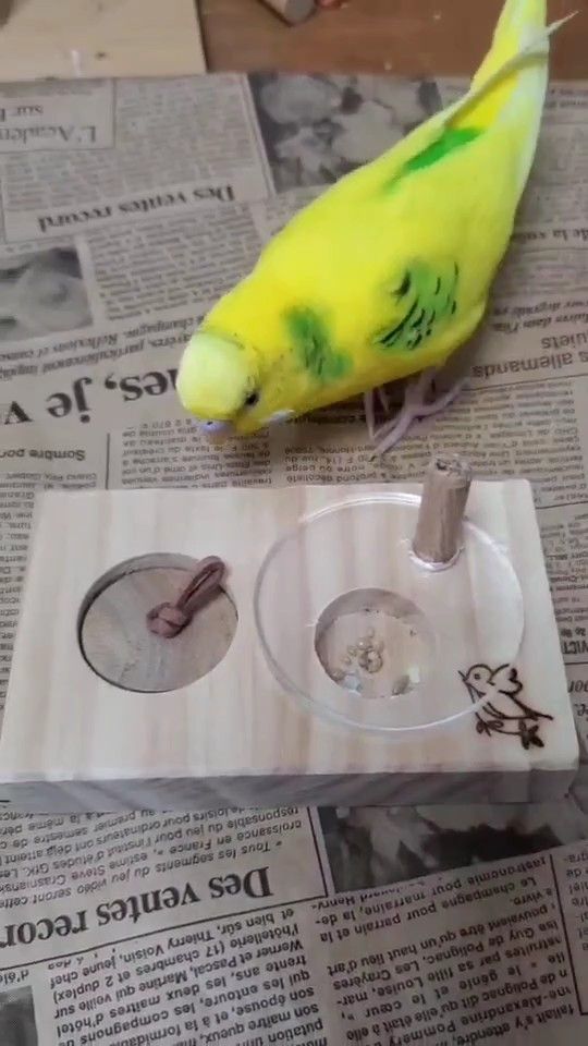 スライドできちゃう♪ おつまみフォージング★ インコ おもちゃ