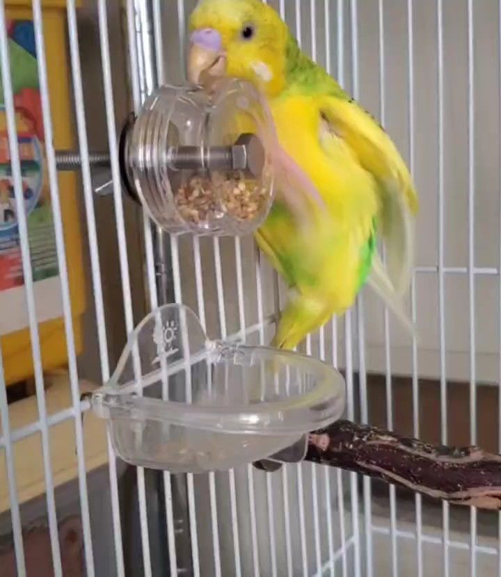 バードトイ くるくるフォージング♪ インコ おもちゃ