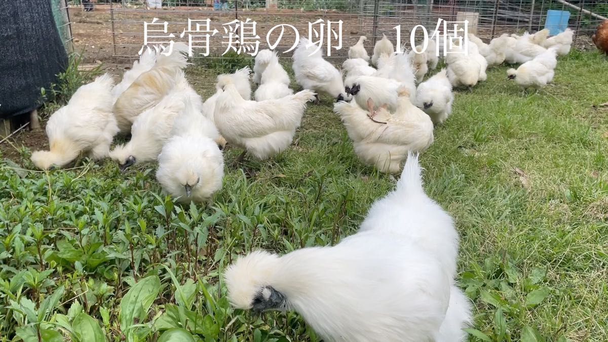 平飼い放牧 烏骨鶏の卵 10個