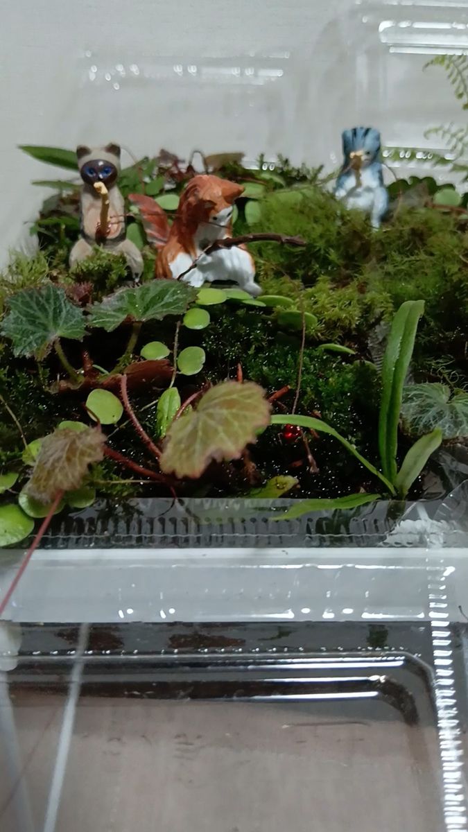 64.天然苔 テラリウム テラリウム用 マメヅタ ユキノシタ 苔玉 観葉植物 インテリア スナゴケ 盆栽 ガーデニング 山苔