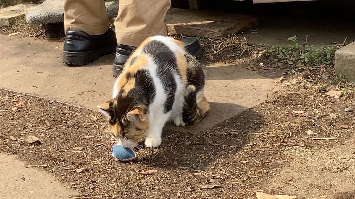猫用おもちゃ ネズミ君(マタタビ、キャットニップ入)