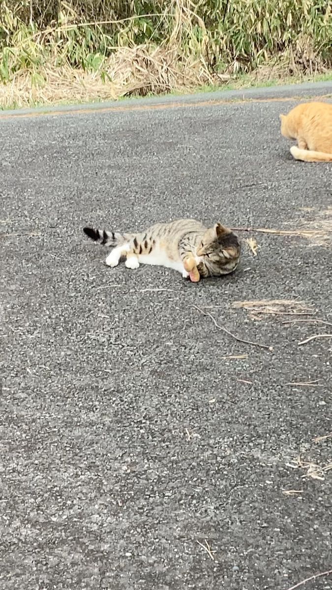 猫用蹴りぐるみ 蛇キッカー(マタタビ&キャットニップ入)