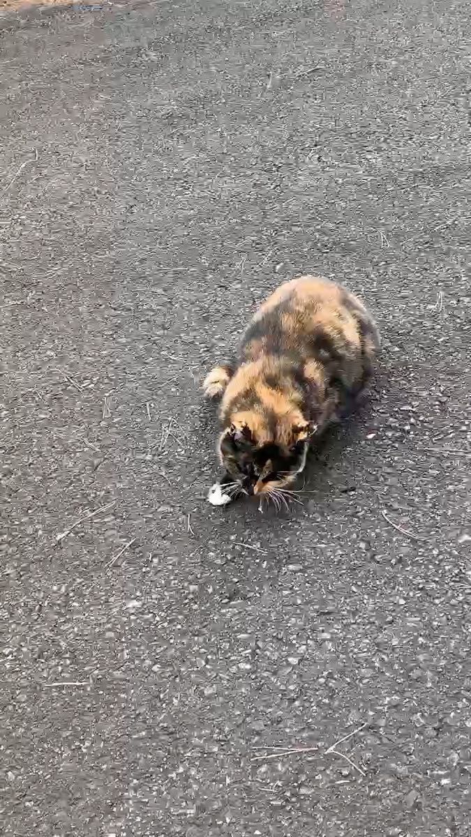 マタタビ 乾燥済枝 ワンコインパック