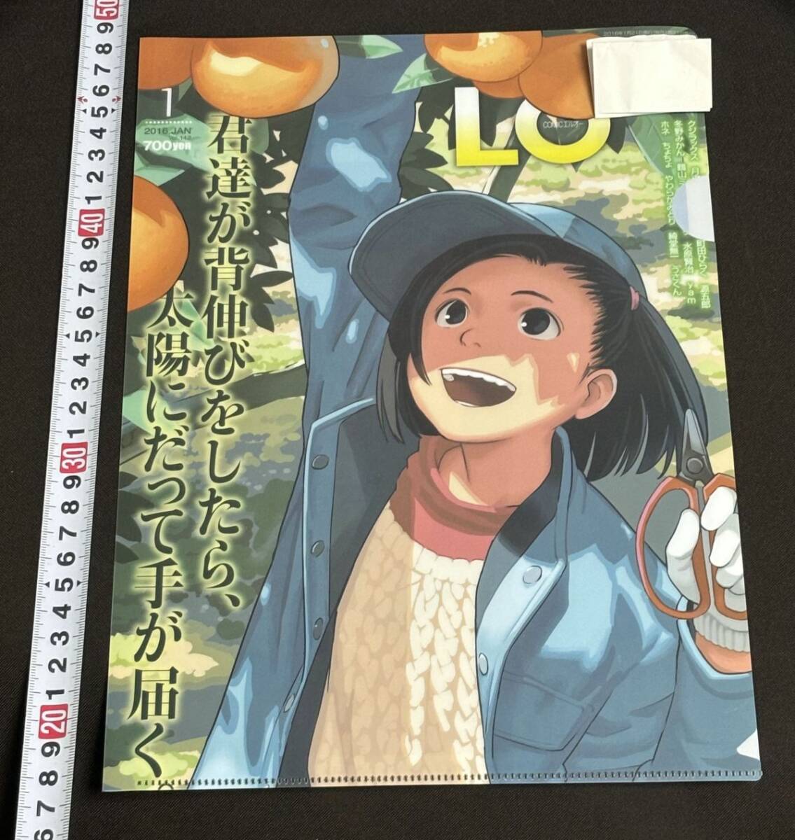 コミックLO 表紙クリアファイル 非売品 セット 非売品 COMIC LO 表紙 A4 クリアファイル 特典 コミックエルオー