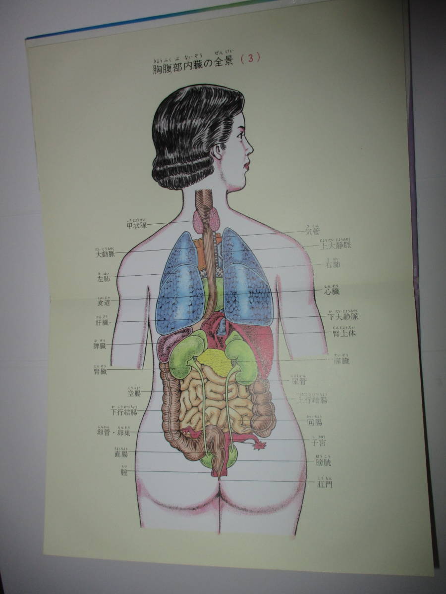 ヤフオク 基本 人体解剖図 保健体育 人体標本 理科室 骸