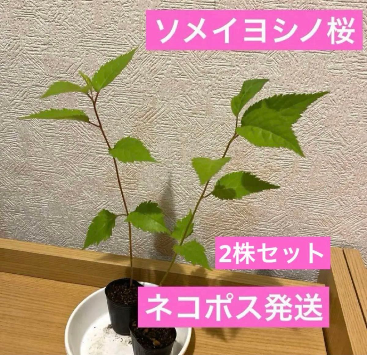 ソメイヨシノ桜4cm入り2株セット ネコポス発送