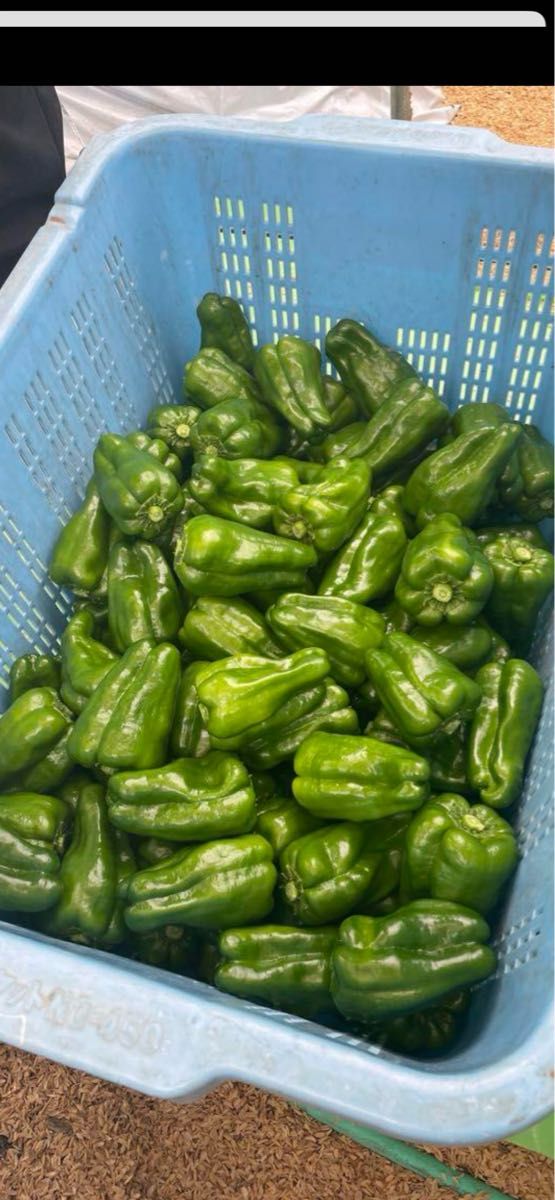 【返品送料無料】 朝獲れ新鮮 高知県産ピーマン10キロ送料込み 安心安全の減農薬 野菜