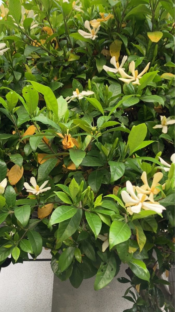 クチナシ gardenia