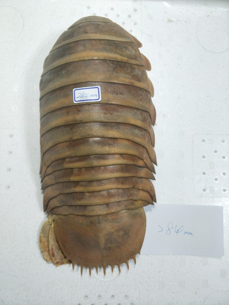 標本 大王具足蟲 ダイオウグソクムシ bathynomis giganteas 284mm 標本 大王具足蟲 ダイオウグソクムシ bathynomis giganteas 284mm