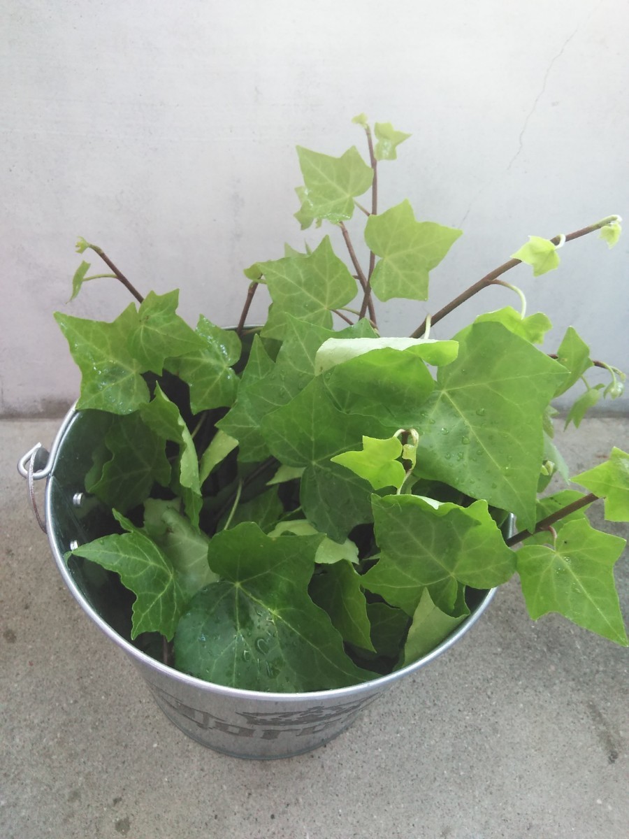 アイビー　切り枝　おしゃれな観葉植物　空気浄化　挿し木や水挿し簡単です。