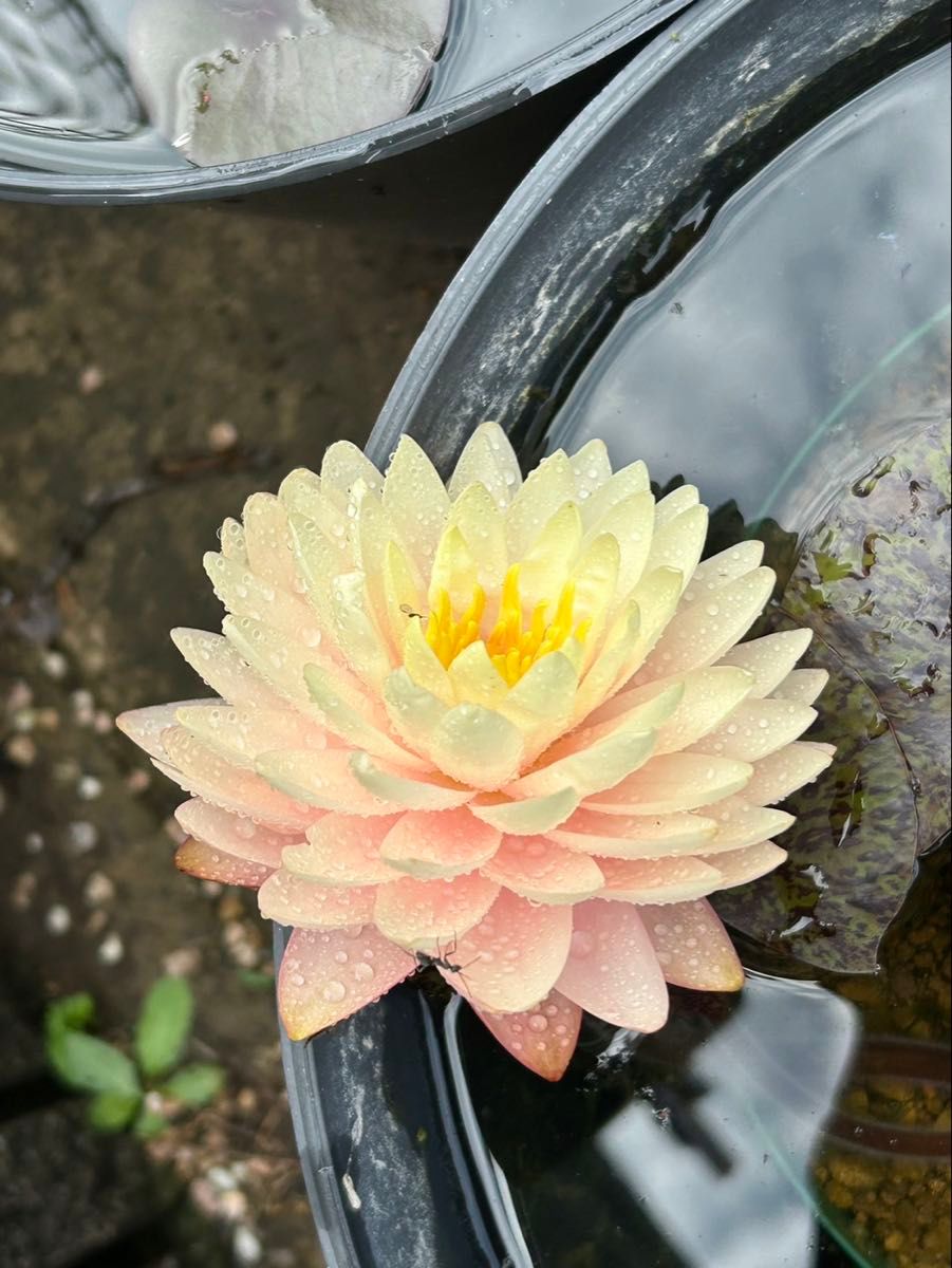 水性植物肥料 スイレン　まるやま1号　500g