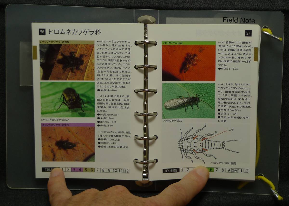 [ super rare ][ the first version, beautiful goods ] secondhand book angler therefore. aquatic insect field * Note field ., immediately possible to use! author :. under power publish culture company 