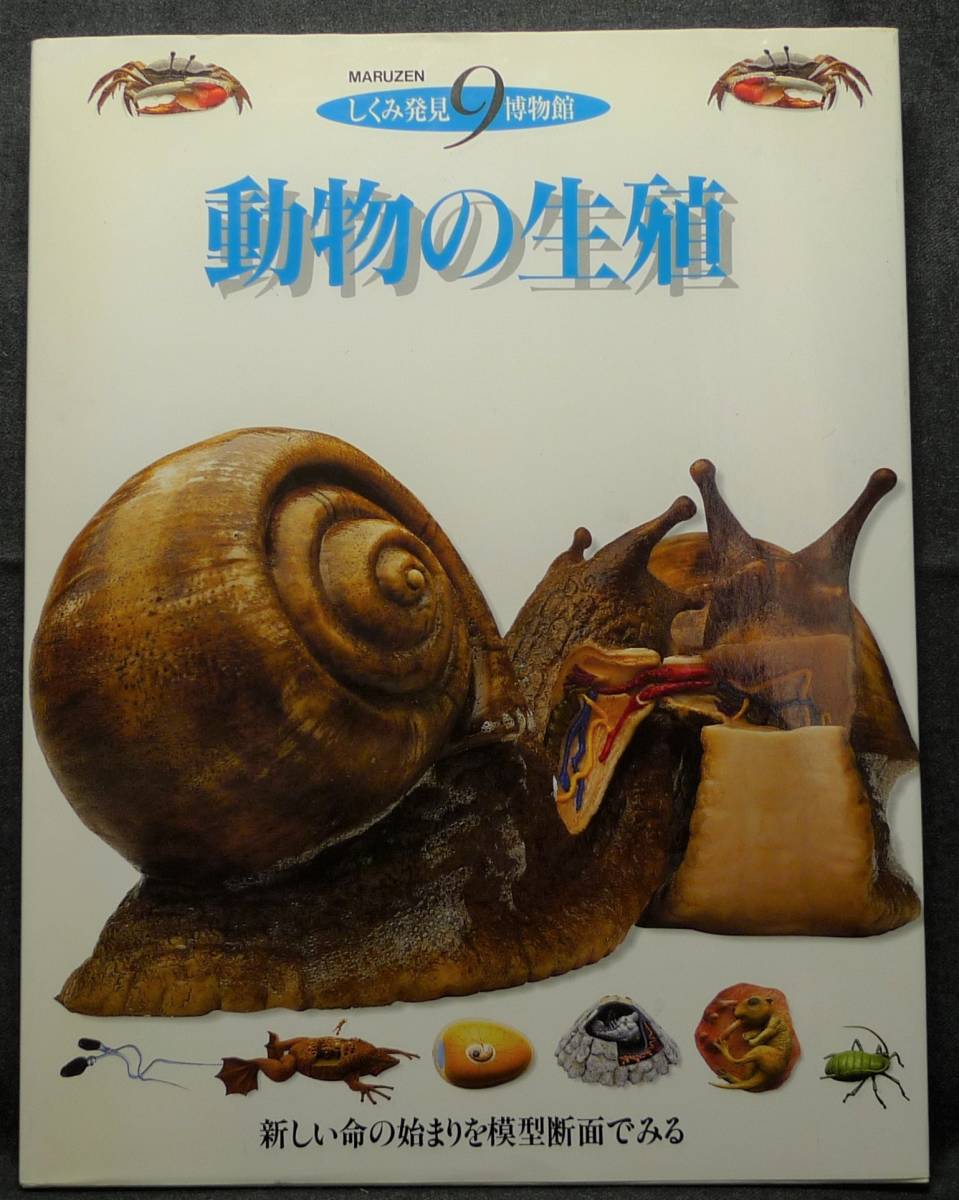 【超希少】【美品】古本　動物の生殖　しくみ発見博物館９　新しい命の始まりを模型断面でみる　文：ディヴィッド・バーニー　丸善(株)_画像1