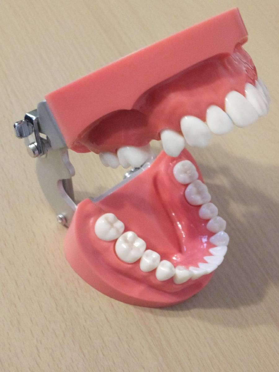 歯科器材 美品 歯科衛生士 口腔顎模型 咬合器 支台歯形成 印象採得