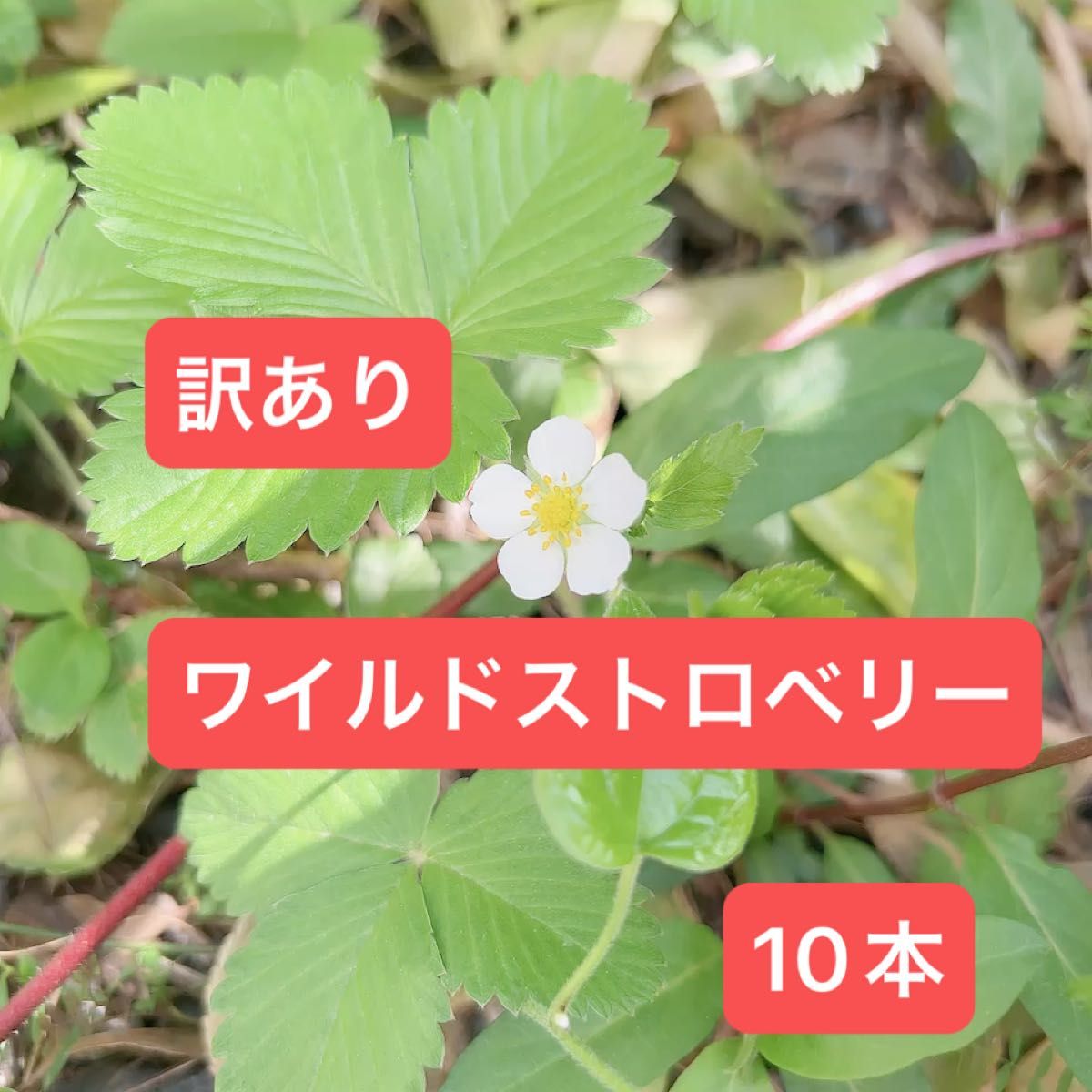 訳あり ワイルドストロベリー 苗 10本 + プレゼント