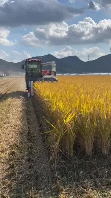 国産米 つやつや白米 有機質肥料 米5キロ×4 計20kg 100%単一原料米 お米づくりの達人 大切な家族へ健康米
